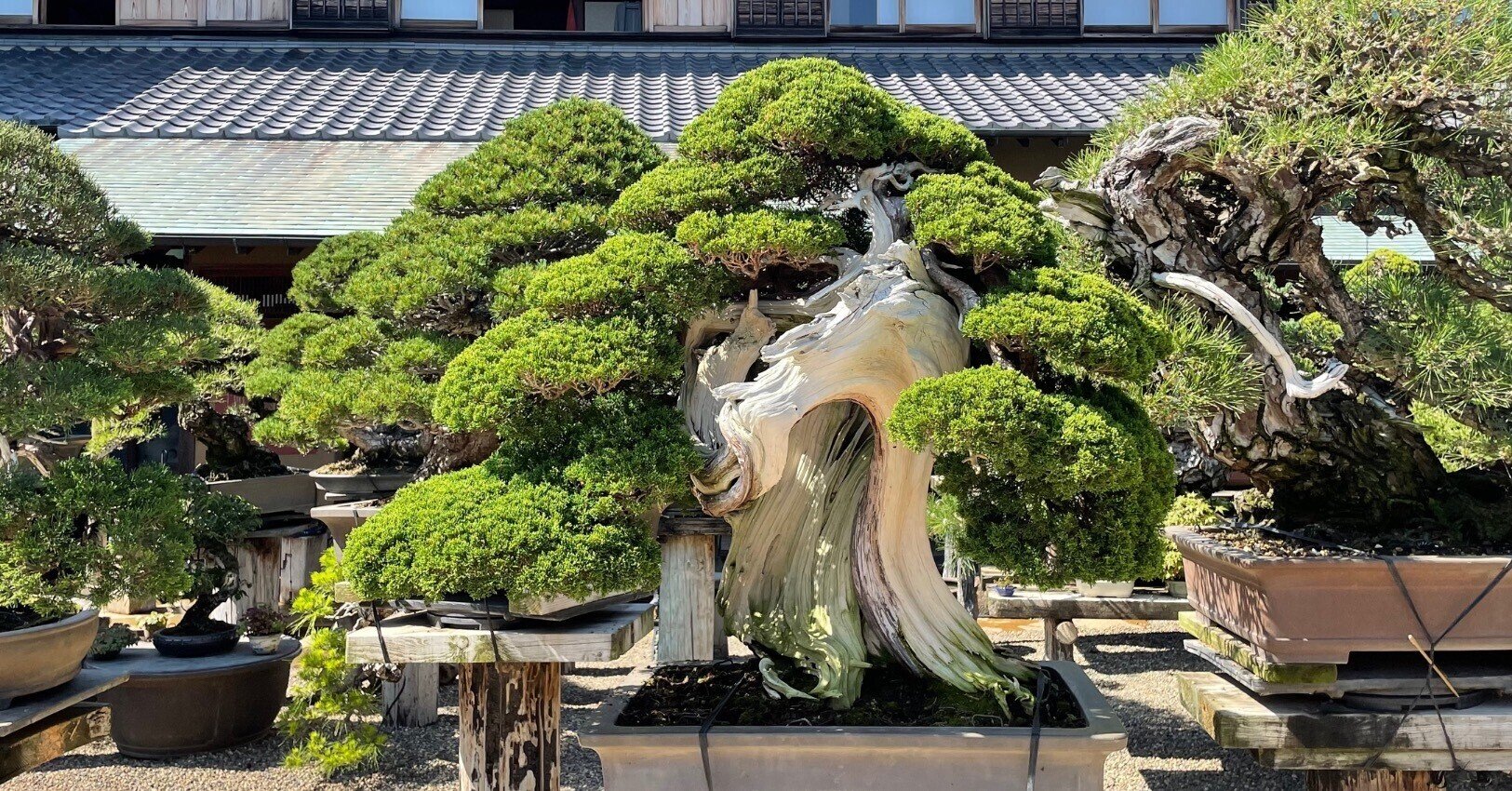 日本美術がたくさん詰まった 春花園bonsai美術館 に行ってみた Rumi Note 日本美術がたくさん詰まった 春花園bonsai美術館 に行ってみた Rumi Note