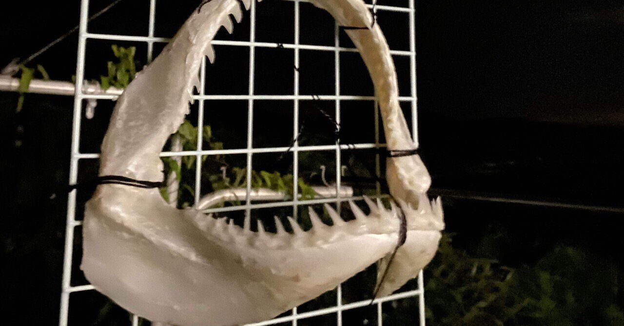 シュモクザメ　標本 シュモクザメ種類図鑑】分布・餌・繁殖など生態をフリー画像を