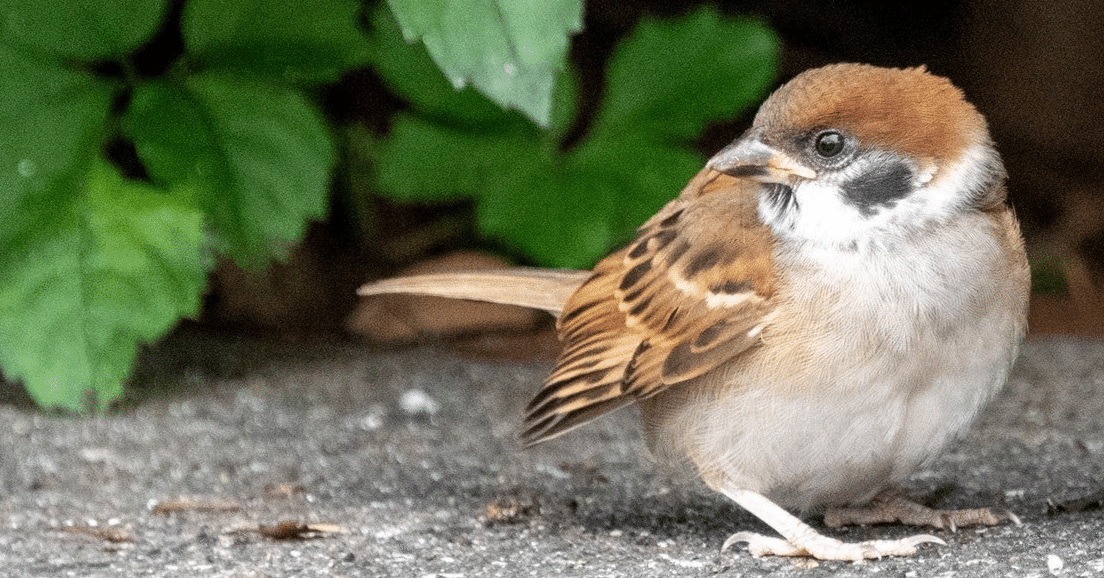 スズメ３羽の気になる関係性 Mai Note