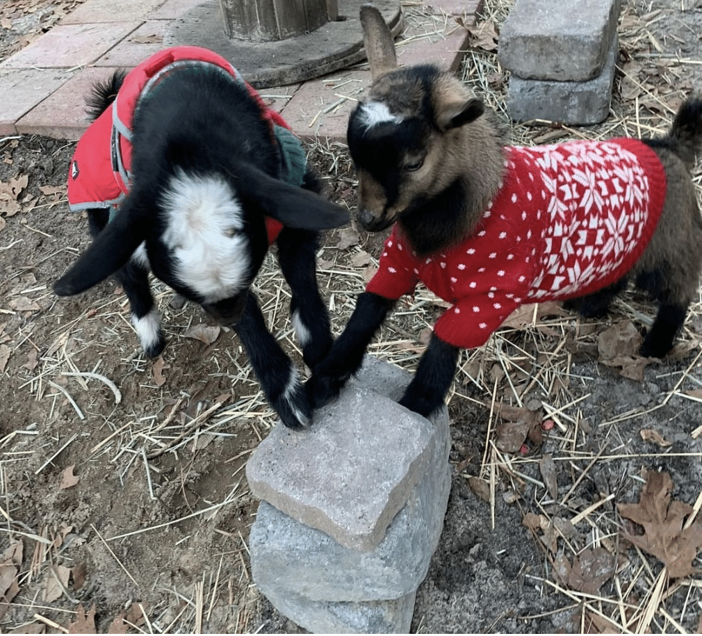 灰色ヤギ という名の猫 3 ノリノリ Note 灰色ヤギ という名の猫 3 ノリノリ Note