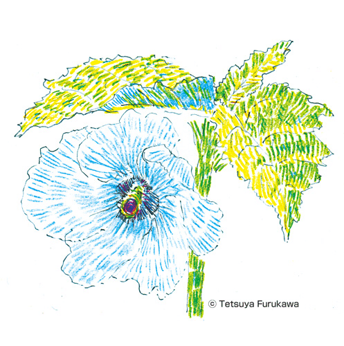 オクラの花が咲いたよ 意外と知らないことは多い ぼくらの体は常にナチュラルを欲しがっている 食について考える 家庭菜園 野菜 オクラの花 色鉛筆イラスト カラフルな生き方 僕たちの 古川哲也 Note