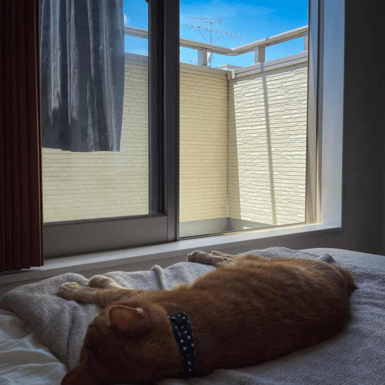午前中は風が通ってちょっと気持ちいい感じ。猫も窓のそばですーすー、揺れてるママの服と青空向きで。