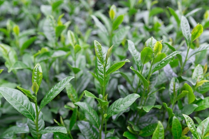 おいしい狭山茶をお客様のもとへ お茶農家が手がけるお茶カフェ メッツァ Metsa ムーミンバレーパーク メッツァビレッジ おいしい狭山茶をお客様のもとへ お茶農家が手がけるお茶カフェ メッツァ Metsa ムーミンバレーパーク メッツァビレッジ