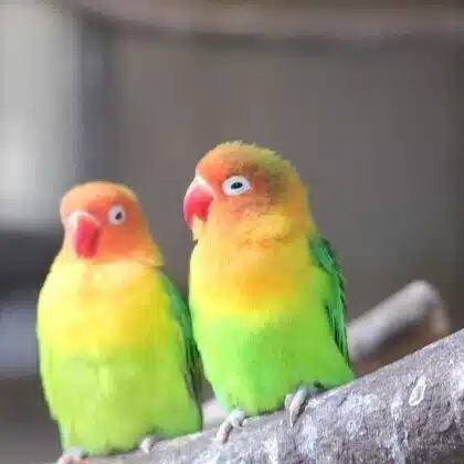 鳥大集合@フォロバ100