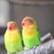 鳥大集合@フォロバ100