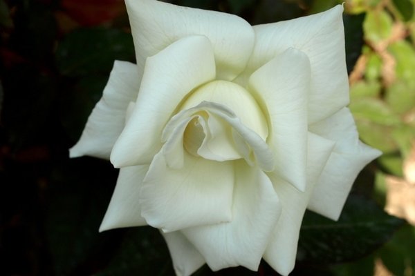 マダムサチ の新着タグ記事一覧 Note つくる つながる とどける マダムサチ の新着タグ記事一覧 Note つくる つながる とどける