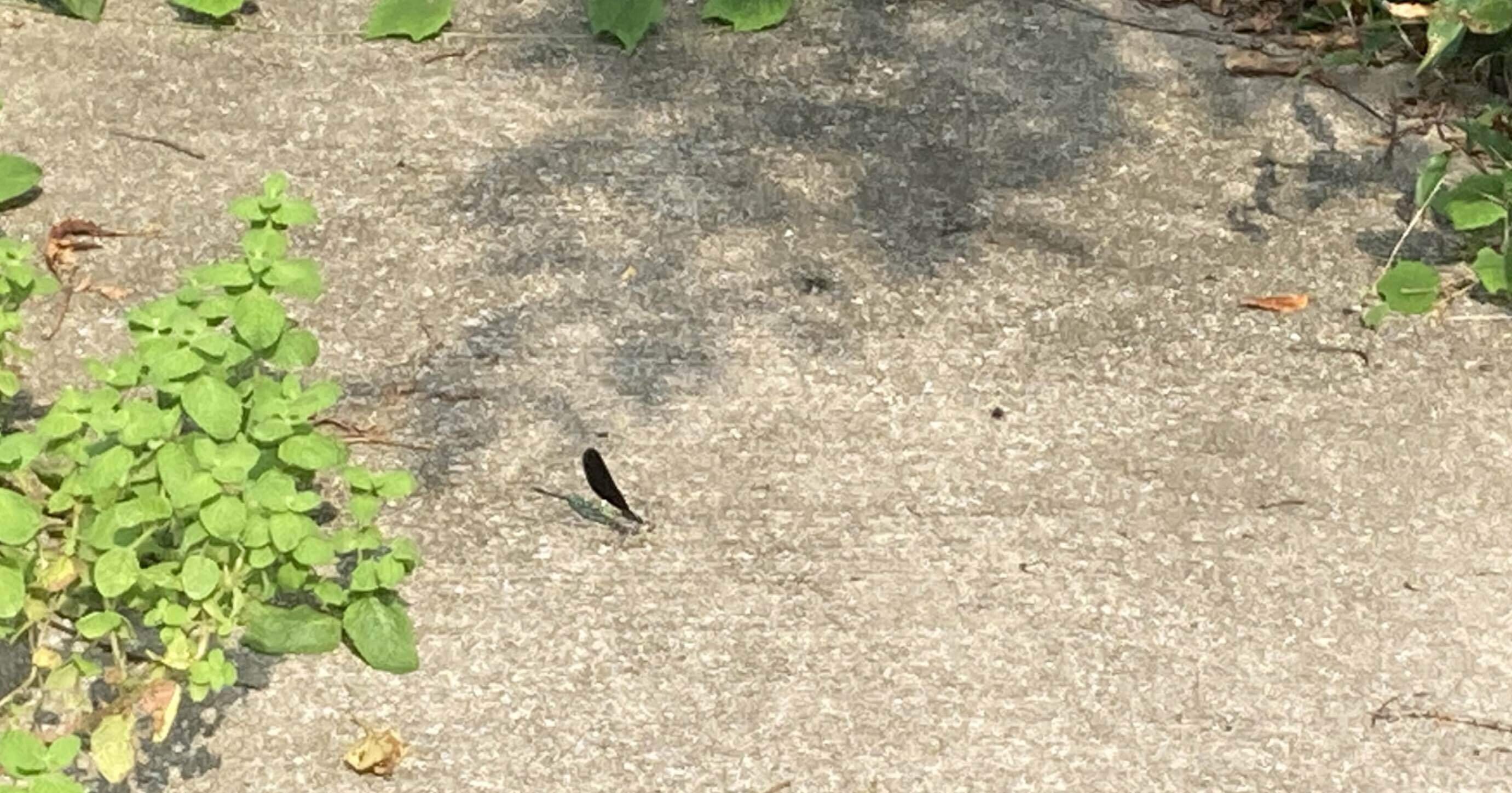 古民家の庭に黒いトンボが住み着いた ぶぜんノート 地方移住日記 Note