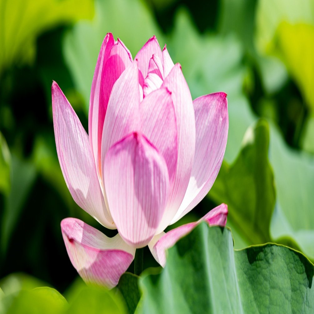 蓮の花フォトウォーキング 上野不忍池 アキ 写真活動中 Note