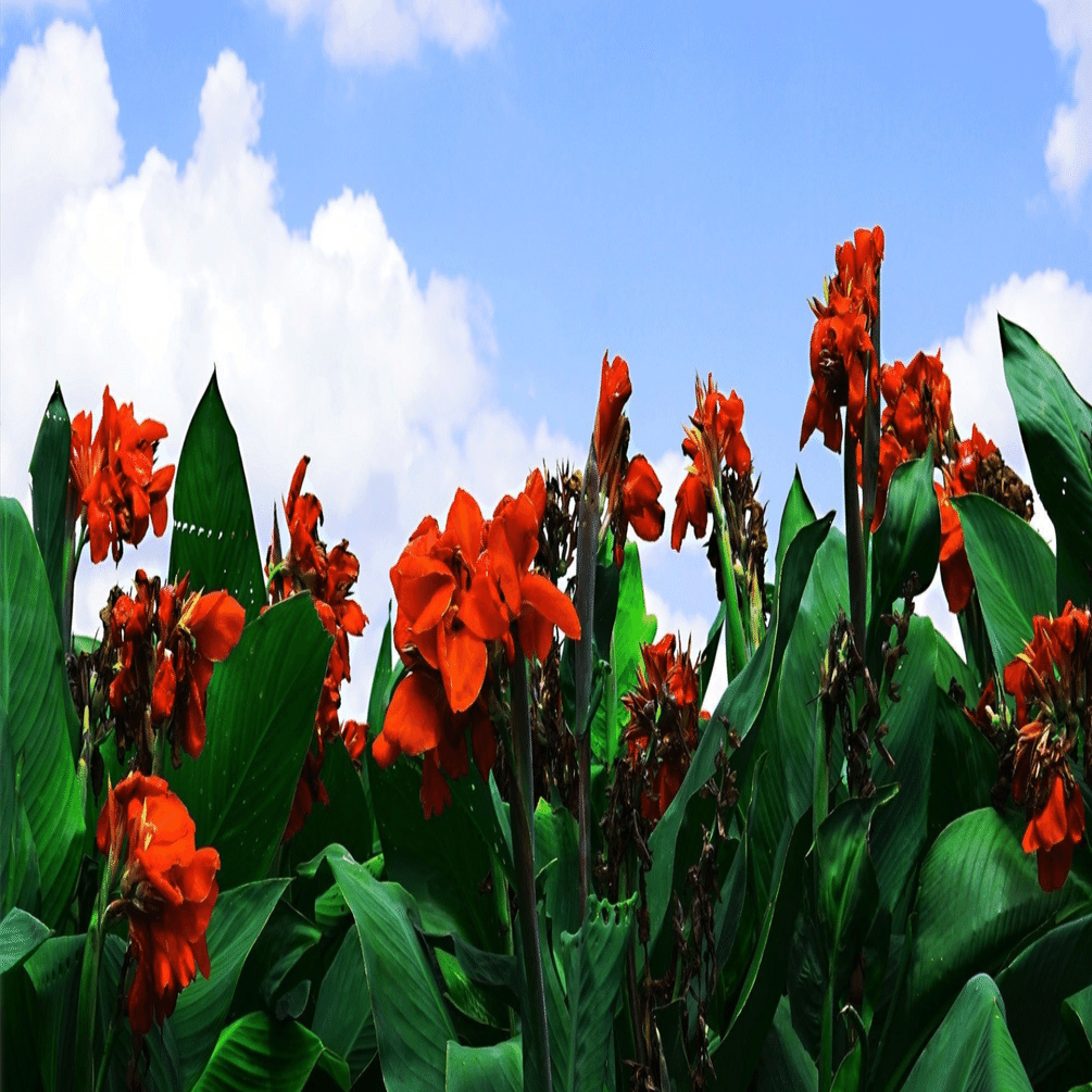 南国鹿児島の南国ぽい植物の話ーおばあちゃんの 花カンナ Haco ガーデンプランナー 庭のある暮らし植物のある暮らし Note