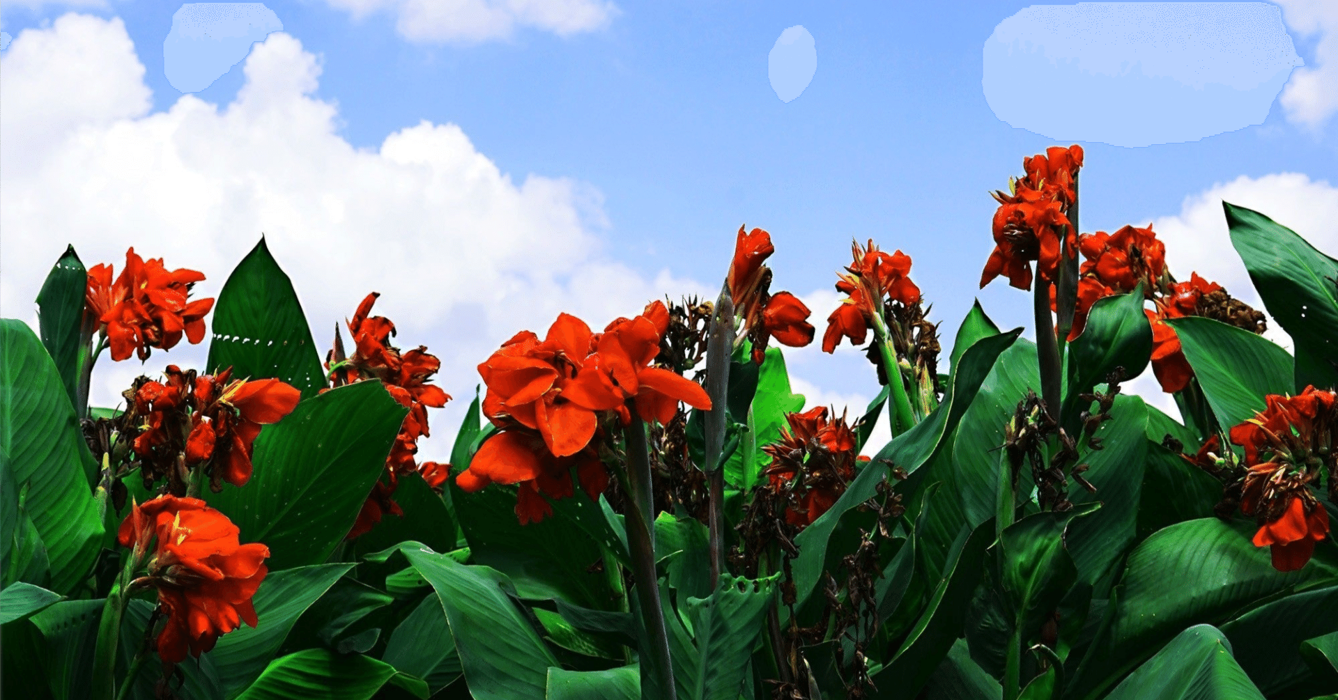 南国鹿児島の南国ぽい植物の話ーおばあちゃんの 花カンナ Haco ガーデンプランナー 庭のある暮らし植物のある暮らし Note 南国鹿児島の南国ぽい植物の話ーおばあちゃんの 花カンナ Haco ガーデンプランナー 庭のある暮らし植物のある暮らし Note