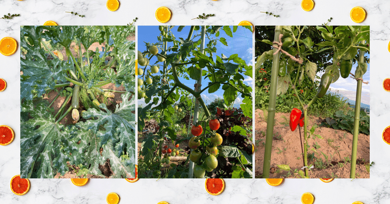 【家庭菜園】ずっきーに、ミニトマト、パプリカ