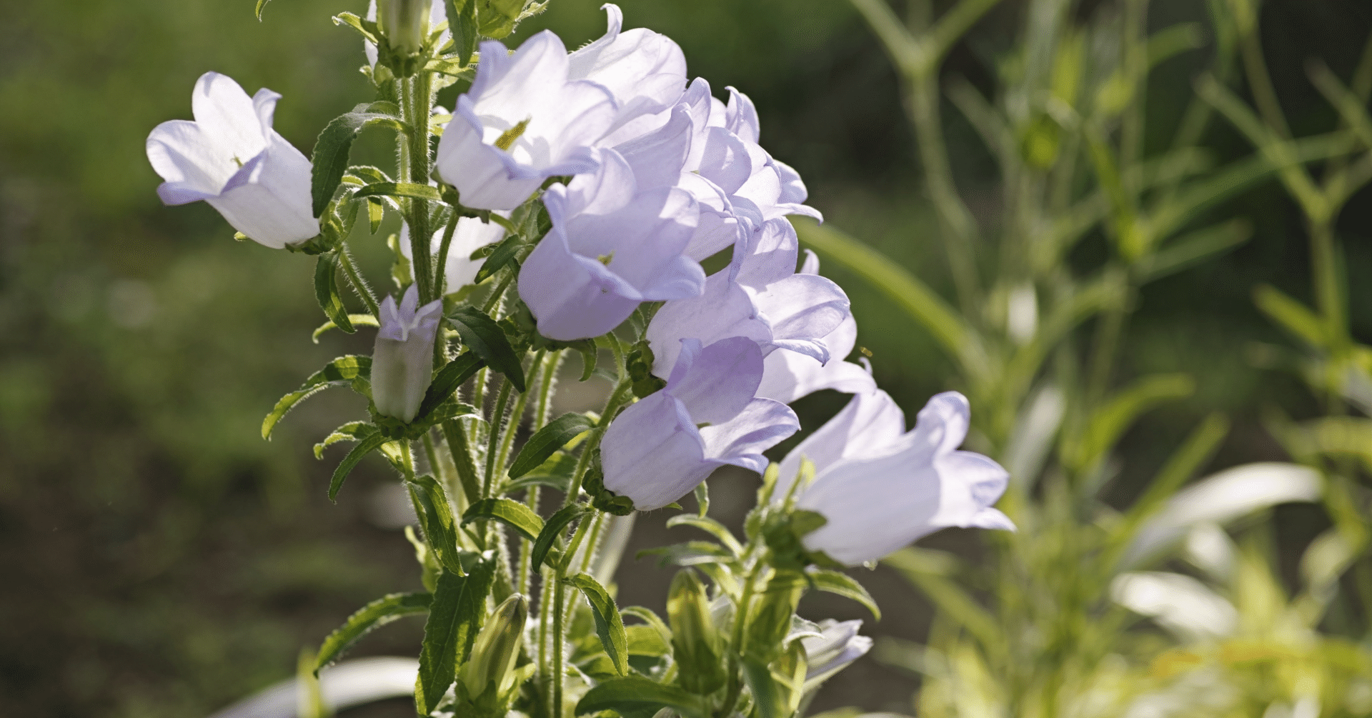 たった１つの英語学習での成功体験があるだけで全然違う 朝井ともか ビジネスで通用する英語力育成 英語コーチ Note