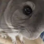 ネオばた