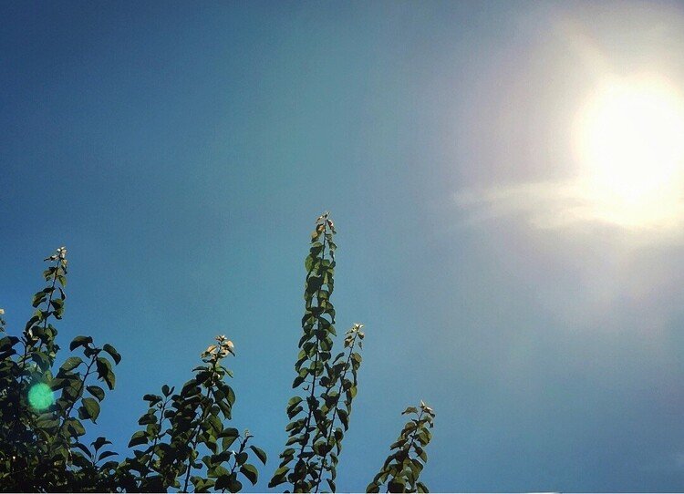 おはよーございます。

太陽が。
本日絶好調じゃー！と笑いながら、空でタンゴを踊っておりました。
あぁ暑い。

佳い月曜日を。


#sky #summer #love #moritaMiW #空 #夏 #蒼の竜のポウ #佳い一日の始まり 
