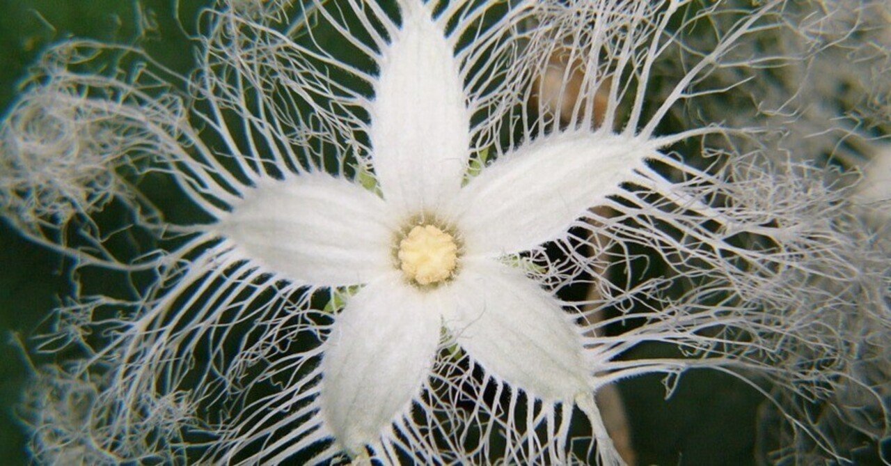 カラスウリはレース編みがうますぎる じいちゃんの小さな博物記 ポプラ社 こどもの本編集部 Note カラスウリはレース編みがうますぎる じいちゃんの小さな博物記 ポプラ社 こどもの本編集部 Note