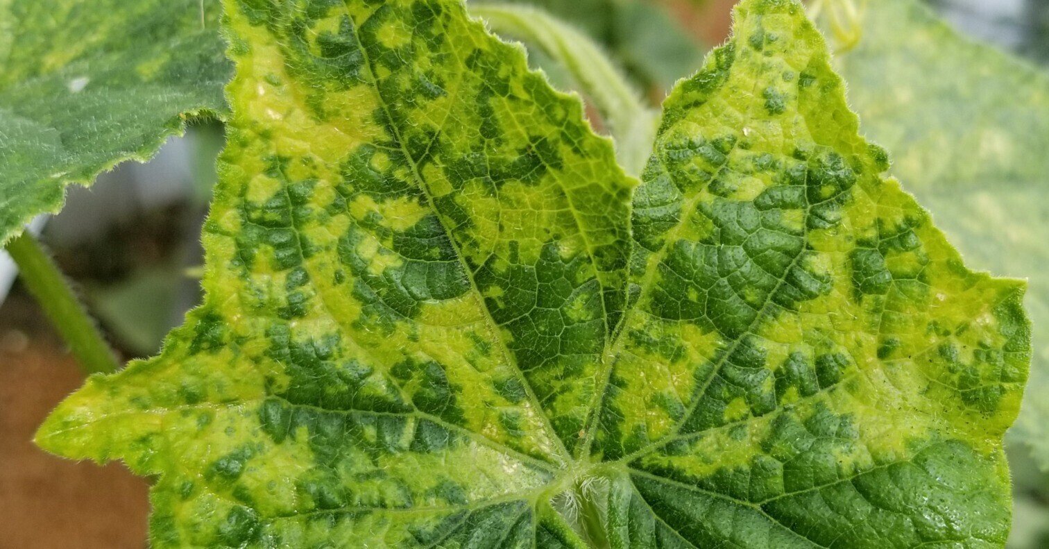 きゅうり 葉が小さい 黄色い迷彩模様 黄化えそ病 ミライ菜園 Note きゅうり 葉が小さい 黄色い迷彩模様 黄化えそ病 ミライ菜園 Note