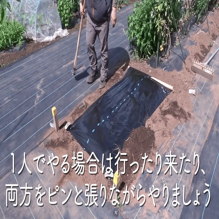 家庭菜園 秋冬野菜栽培前に重要なマルチシートをご紹介 井上寅雄農園 井上隆太朗 Note