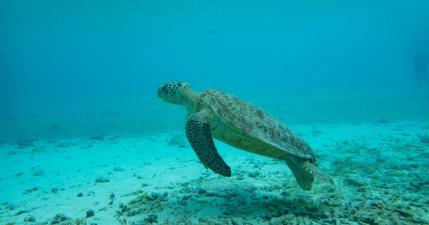8月の双子座の運勢 しいたけ占いのしいたけ