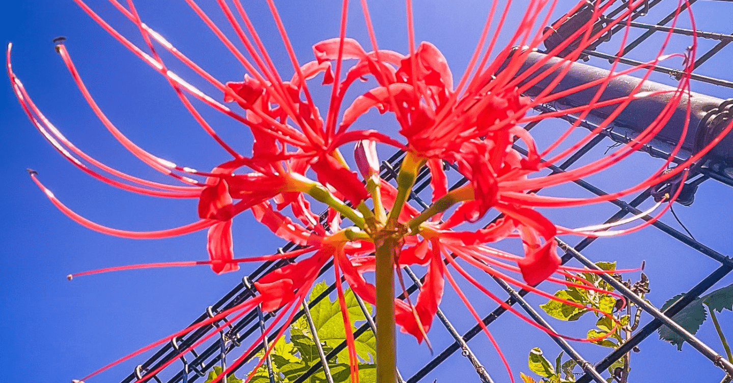 リコリス リコイル 第4話の考察 Lefthorse Note