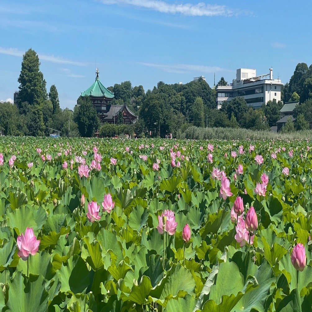 不忍池の蓮（7月25日撮影）｜上野案内所