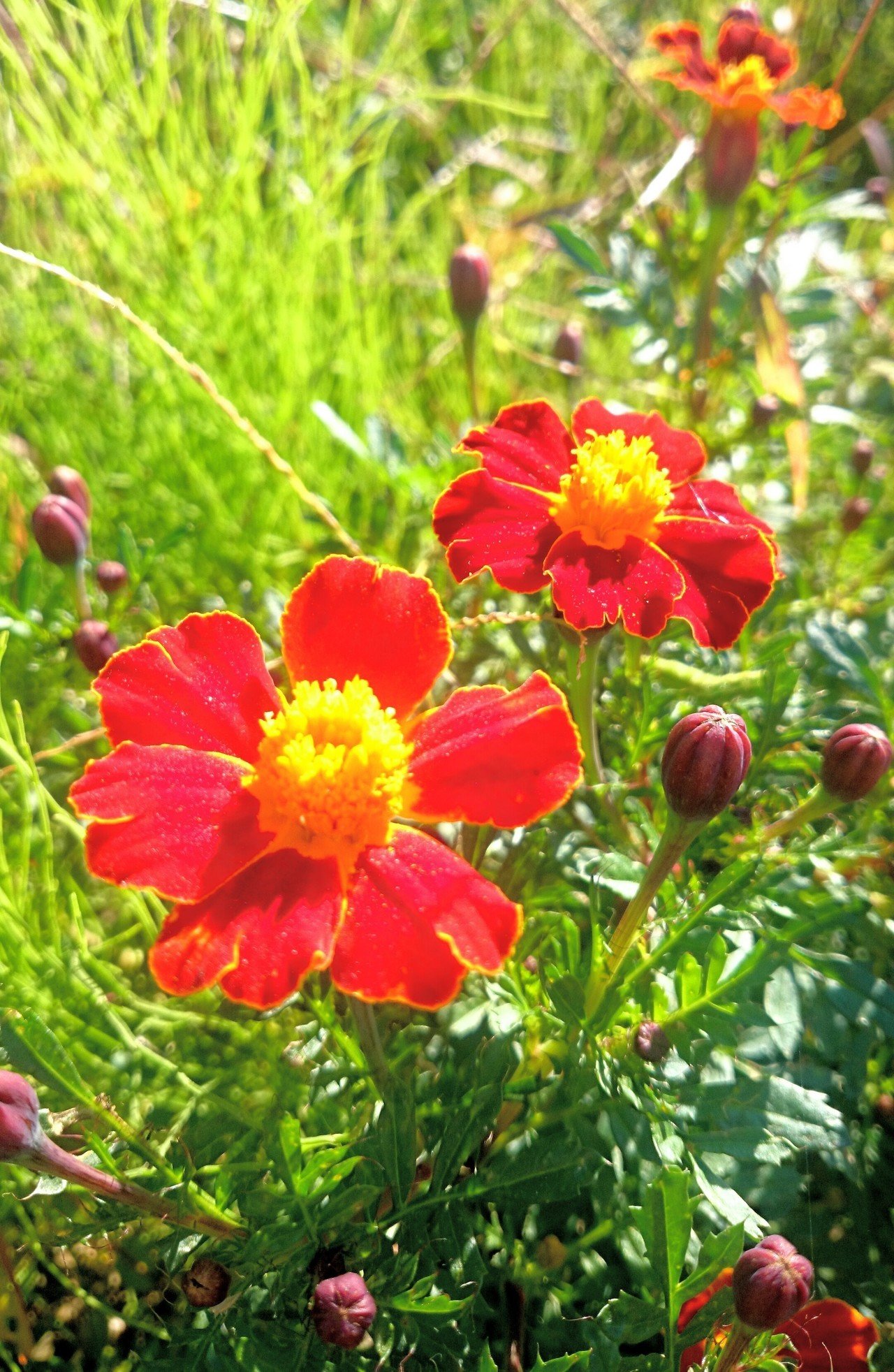 おはようございます 千の日も かわらない赤 千寿菊ﾟ ﾟ ﾟ 望美 花写真 棚田写真 Note