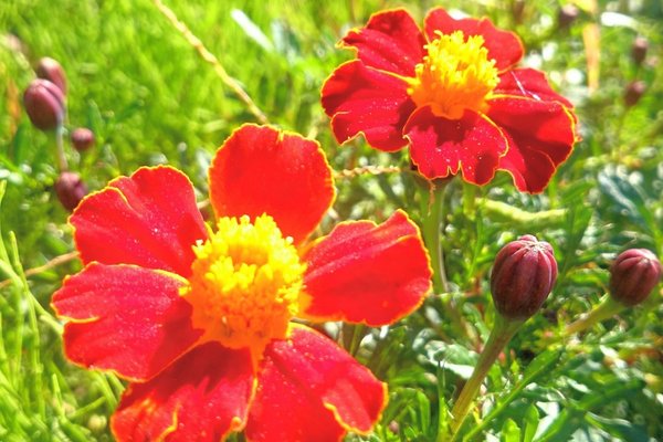 聖母マリアの黄金の花というのが名前の由来だそうですなるほど の新着タグ記事一覧 Note つくる つながる とどける 聖母マリアの黄金の花というのが名前の由来だそうですなるほど の新着タグ記事一覧 Note つくる つながる とどける