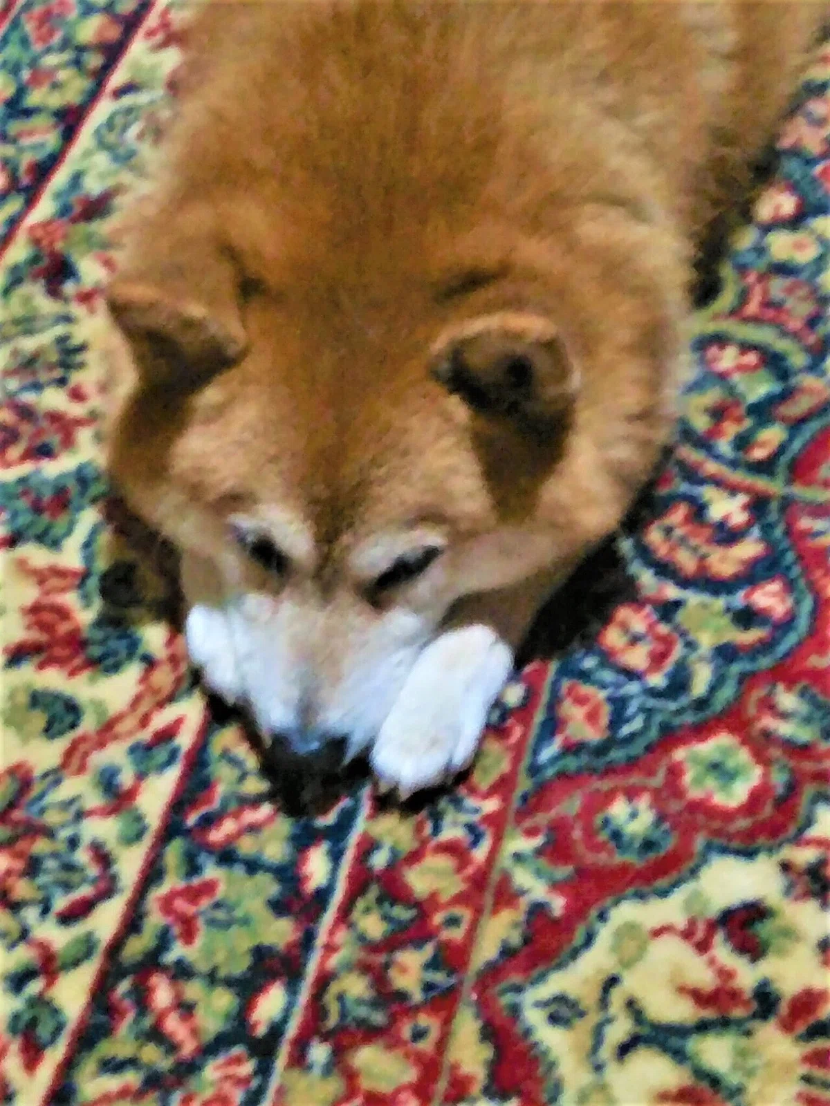 あんず　伏せ