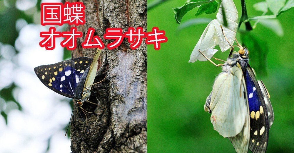 国蝶オオムラサキについてミニ知識｜ChatGPT実務セミナ講師、かと