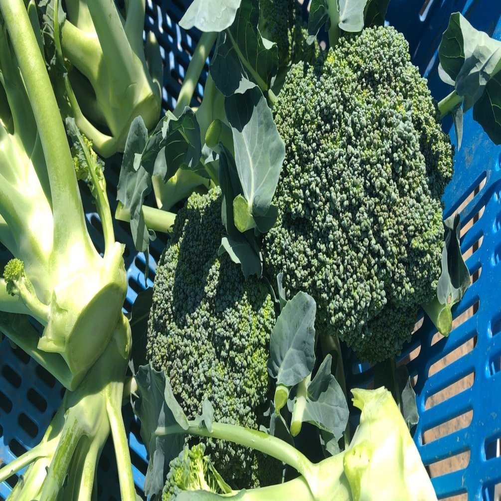 今度は病気が発生中 吉田拓実 さいこうファーム Okhotsk Bihoro Note