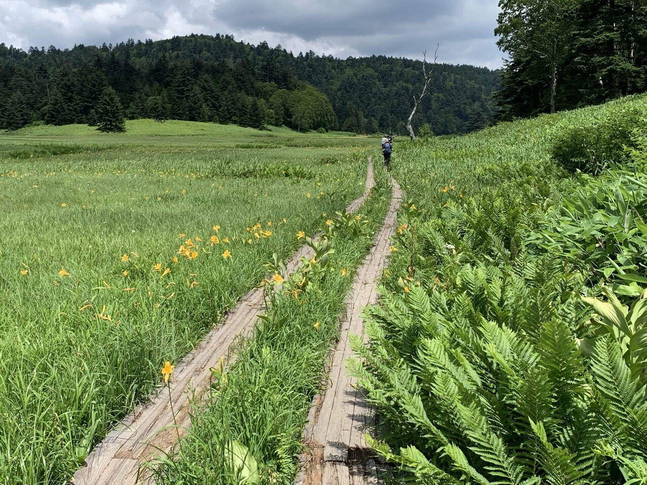 尾瀬ハイキング 6 大江湿原 シラちゃん Note 尾瀬ハイキング 6 大江湿原 シラちゃん Note