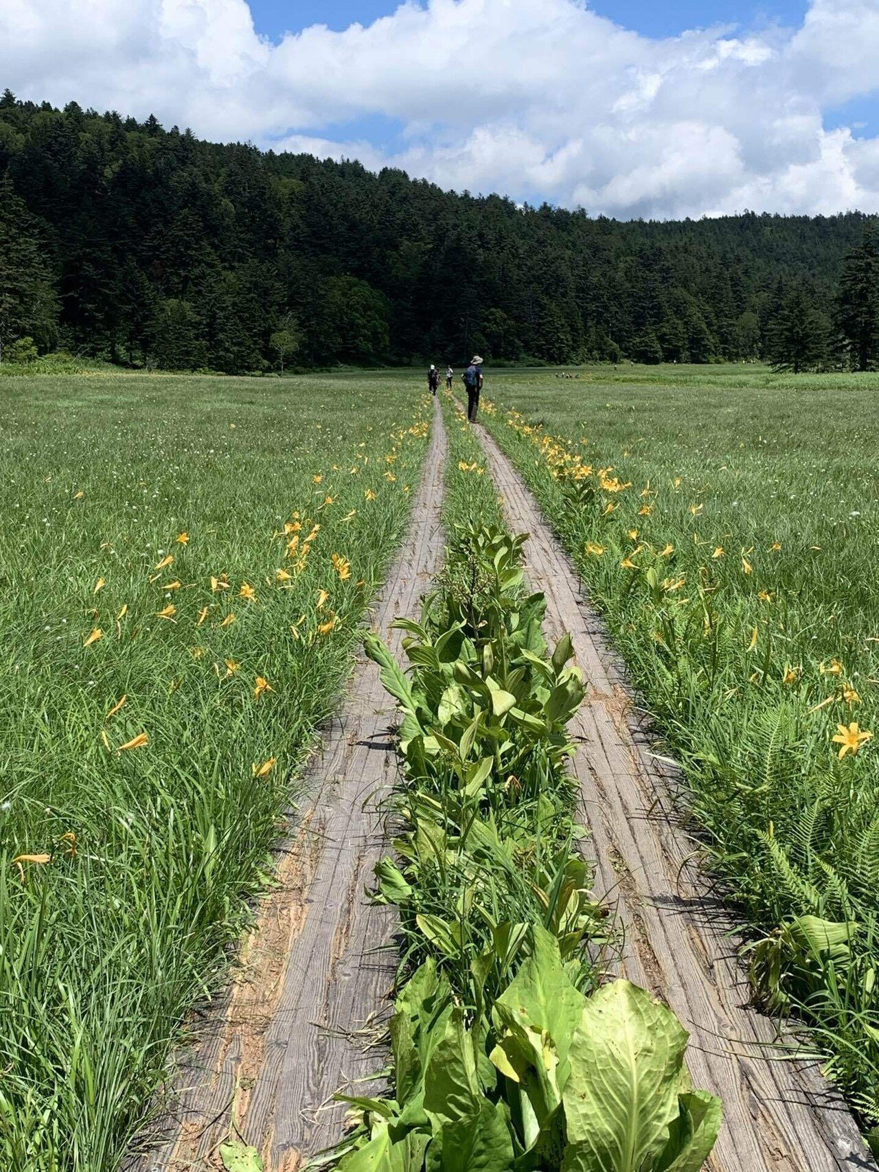 尾瀬ハイキング 6 大江湿原 シラちゃん Note 尾瀬ハイキング 6 大江湿原 シラちゃん Note