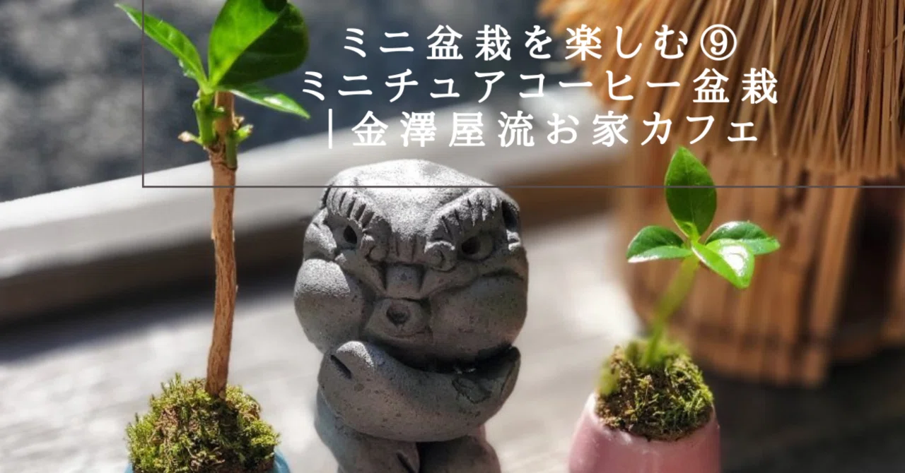 ミニ盆栽を楽しむ⑨ミニチュアコーヒー盆栽｜金澤屋流お家カフェVol.60