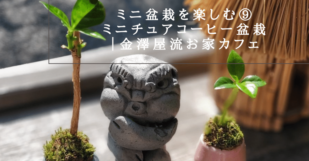 ミニ盆栽を楽しむ⑨ミニチュアコーヒー盆栽｜金澤屋流お家カフェVol.60