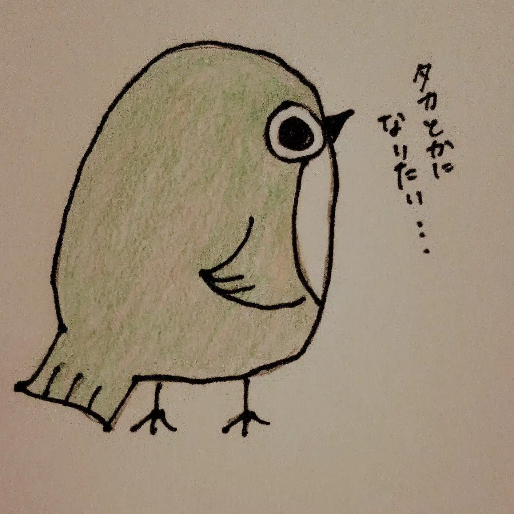 めじろ