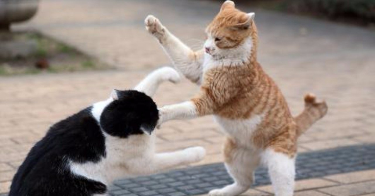 好奇心が猫を殺す 居石信吾 Note