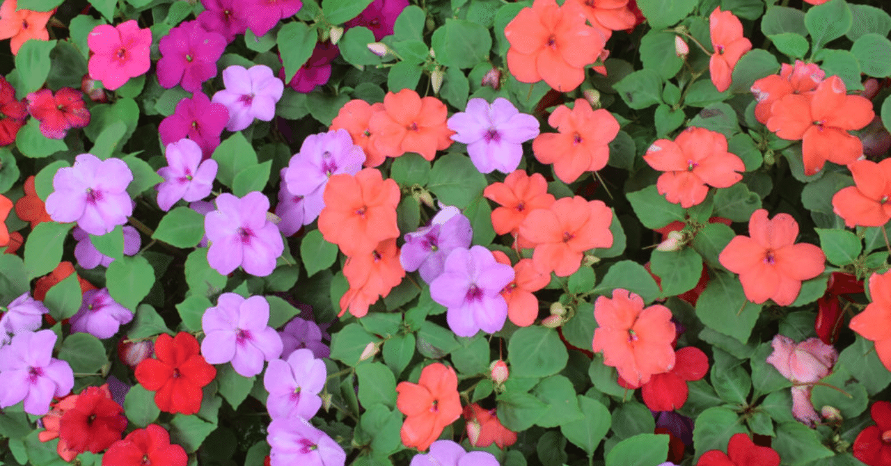 7 25の誕生花と花言葉 33 Nkma 22 6 26 連続投稿177日 Note 7 25の誕生花と花言葉 33 Nkma 22 6 26 連続投稿177日 Note