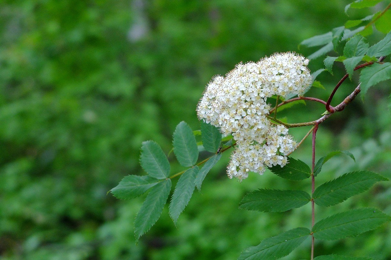 赤い実が綺麗なナナカマド Hhaannaaiihh Note 赤い実が綺麗なナナカマド Hhaannaaiihh Note