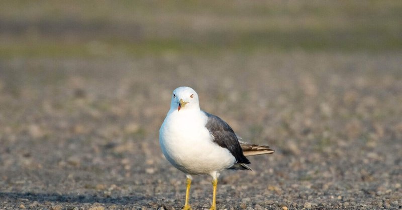 カモメとウミネコの見分け方