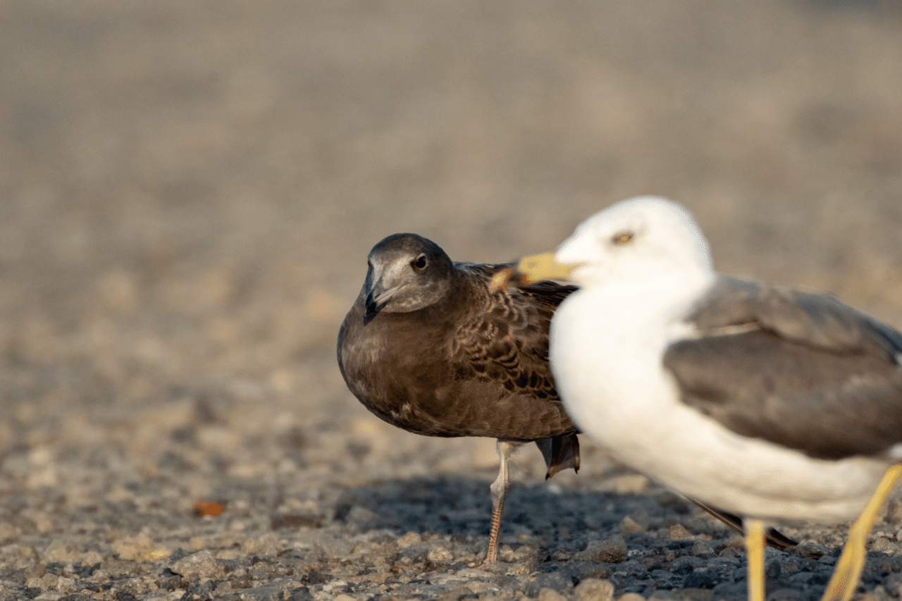 カモメとウミネコの見分け方 Masa310 Note カモメとウミネコの見分け方 Masa310 Note