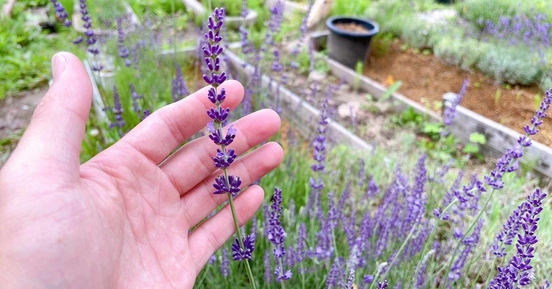 8月目前 まだ満開は遠いラバンジンたちの様子 エフゲニーマエダ 平成林業 Note 8月目前 まだ満開は遠いラバンジンたちの様子 エフゲニーマエダ 平成林業 Note