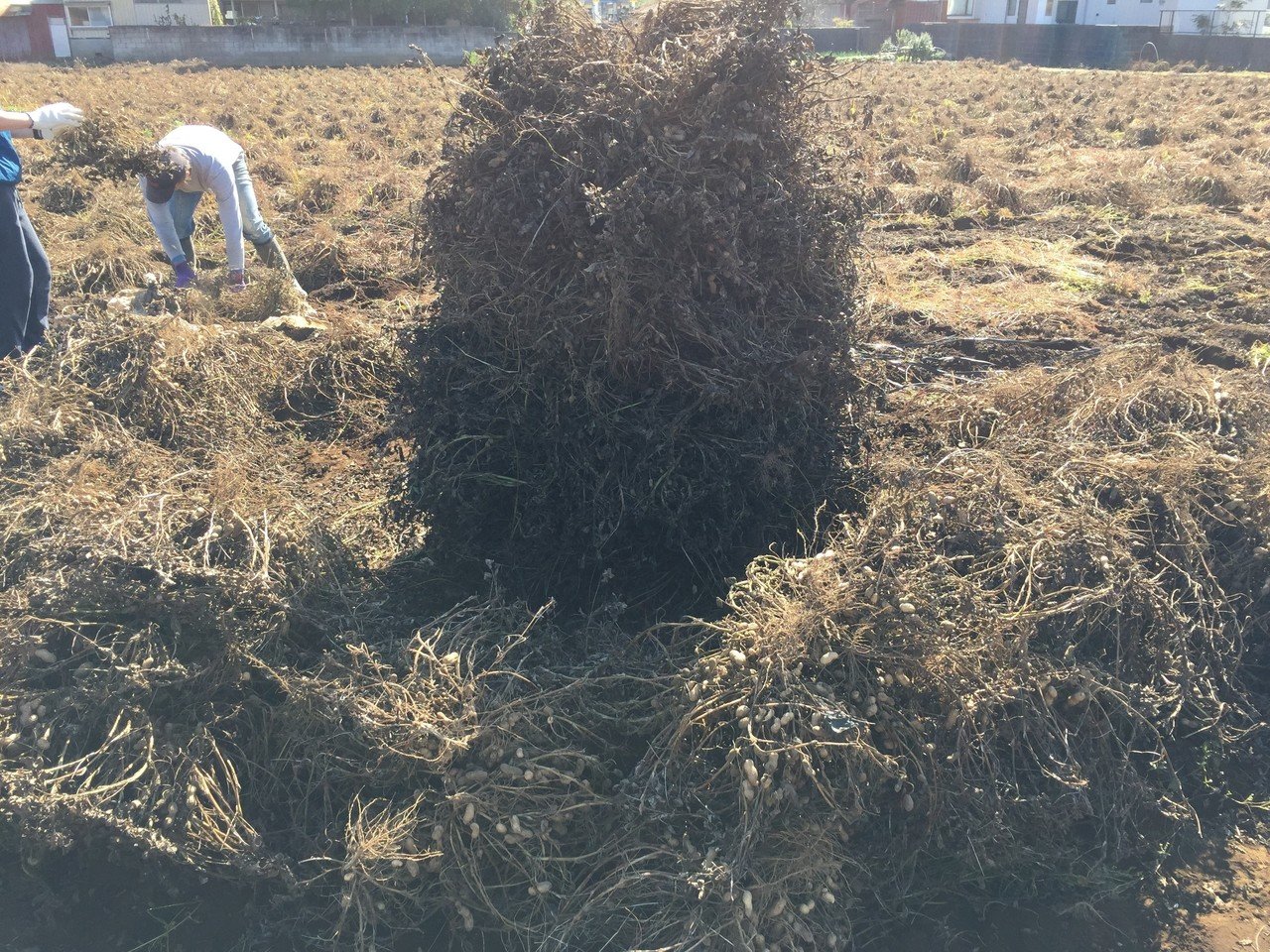 この世からピーナッツがなくなったなら おがたきりこ 旅するフリーライター Note