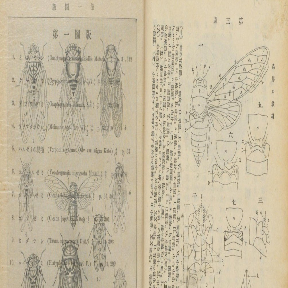 蝉は鳴いているか｜垂直居士