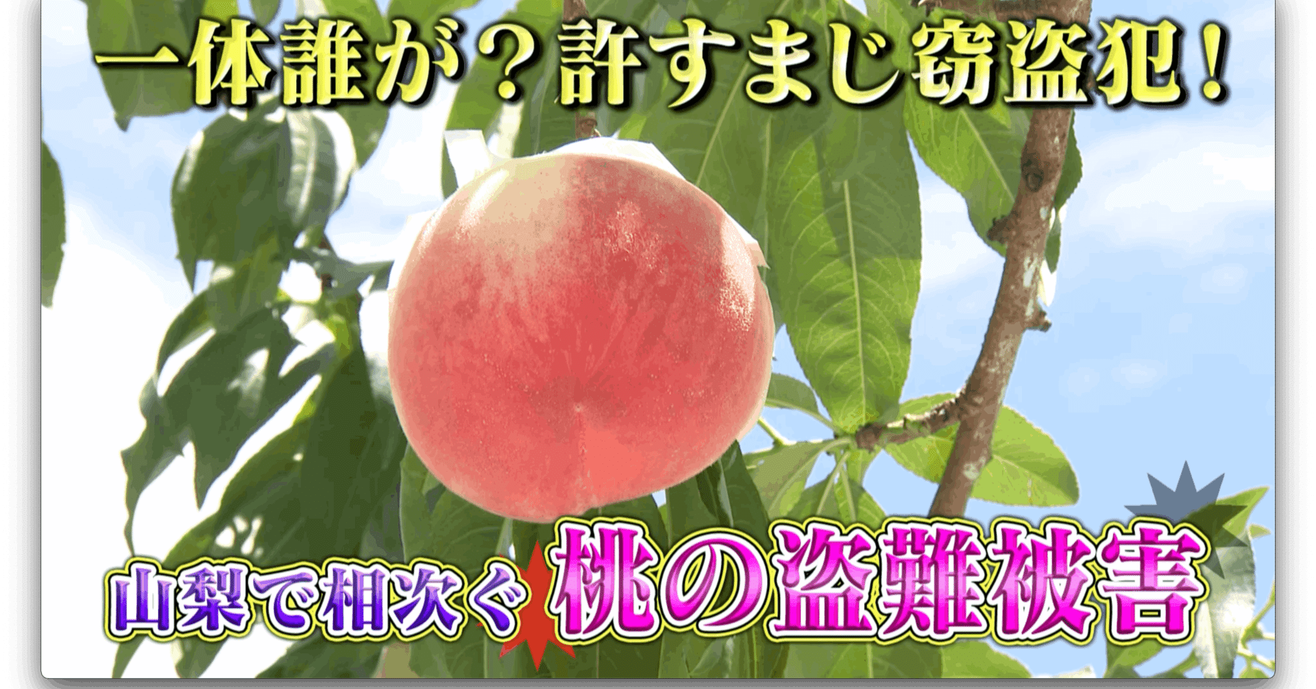 許すまじ窃盗犯 相次ぐ桃泥棒の被害 噂の 東京マガジン 噂の現場 Bs Tbsの公式note 許すまじ窃盗犯 相次ぐ桃泥棒の被害 噂の 東京マガジン 噂の現場 Bs Tbsの公式note