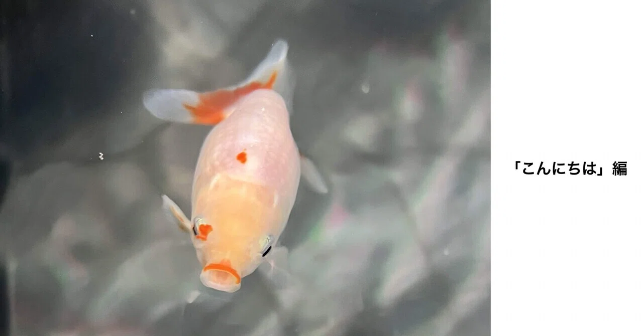 金魚・出雲なんきんのいる暮らし】水槽を立ち上げる 02|tottodo 金魚・出雲なんきんのいる暮らし】水槽を立ち上げる 02|tottodo