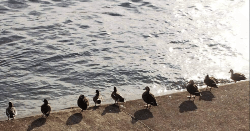 ［書評］拝啓、鳥類学者さまへ『鳥類学者だからって、鳥が好きだと思うなよ』（川上和人）