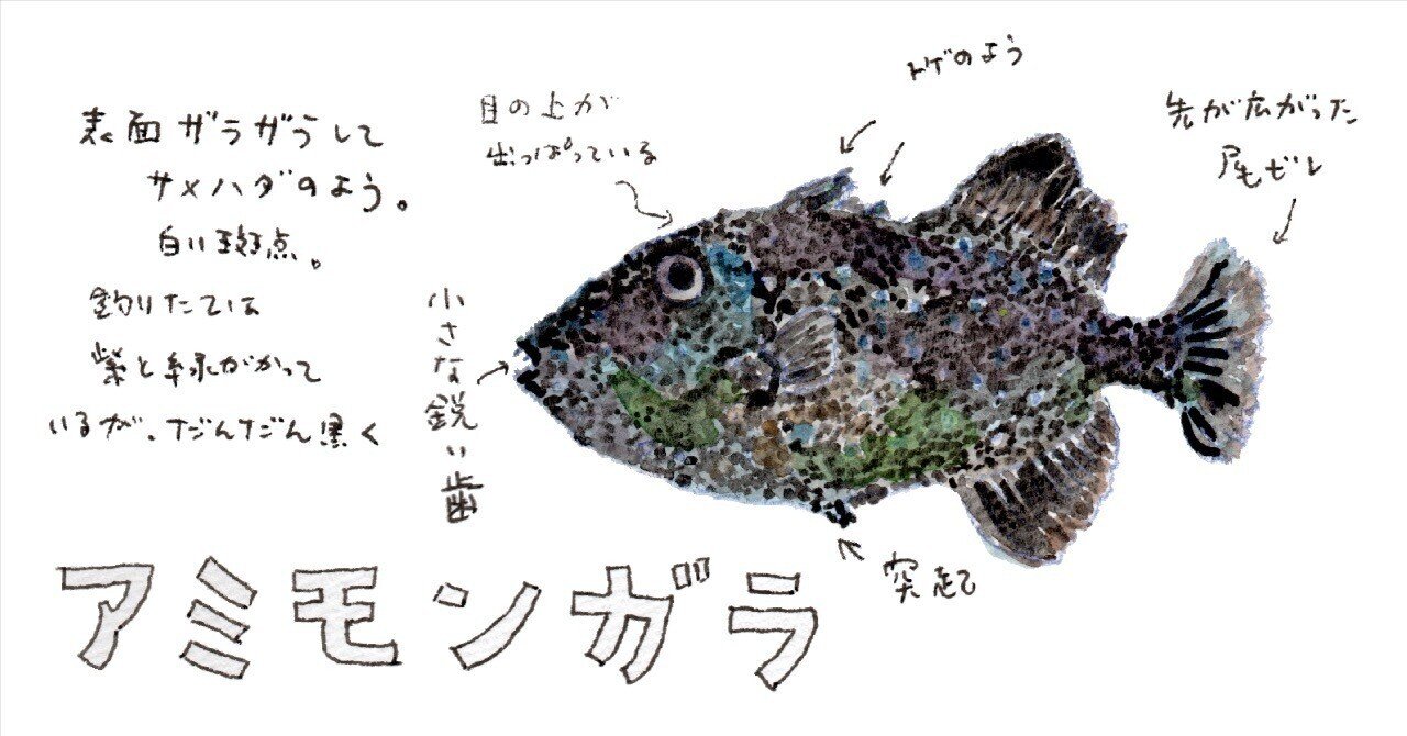 三浦半島釣り魚図鑑 36 アミモンガラ さんぽ絵ずし Note