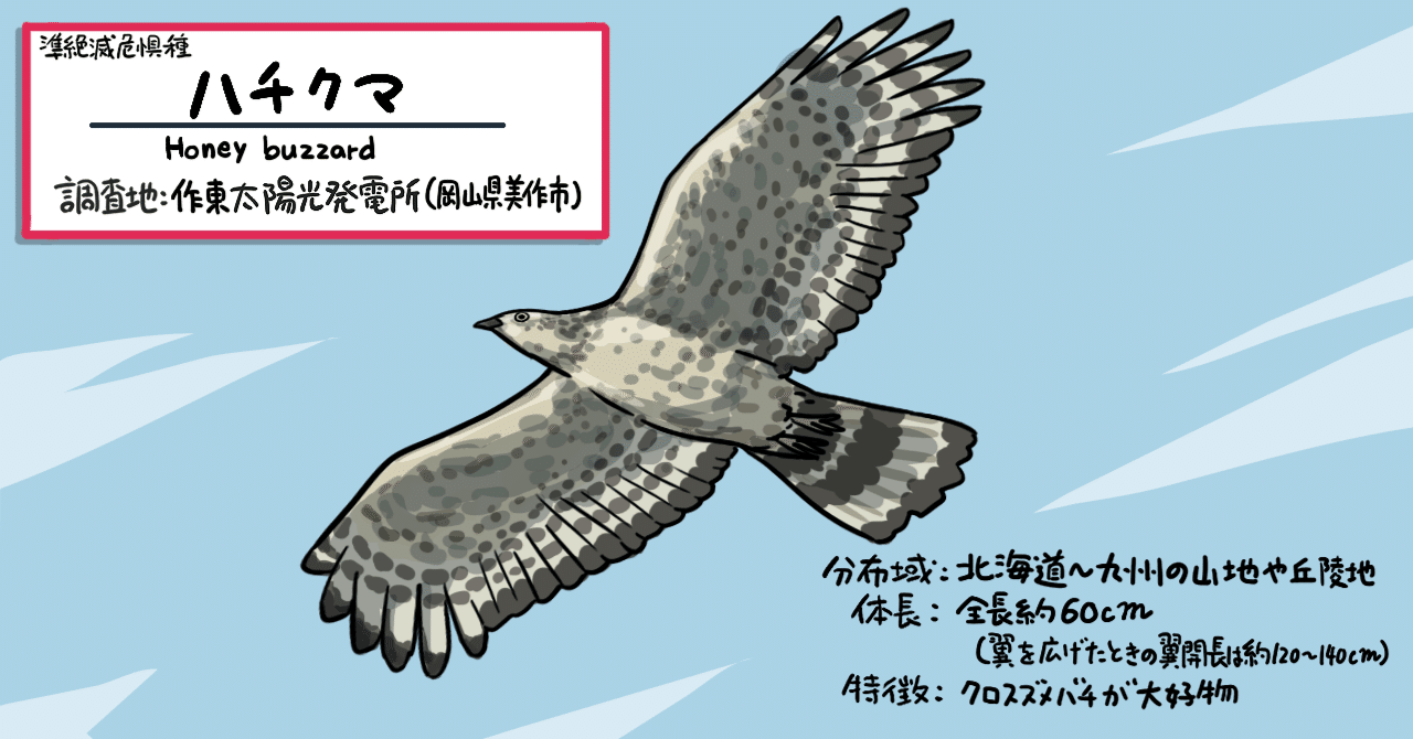 主食はスズメバチ 優雅に発電所上空を舞う森の王者ハチクマの生態 パシフィコ動植物図鑑 発電所からの便り Pacifico Energy Note 主食はスズメバチ 優雅に発電所上空を舞う森の王者ハチクマの生態 パシフィコ動植物図鑑 発電所からの便り Pacifico Energy Note