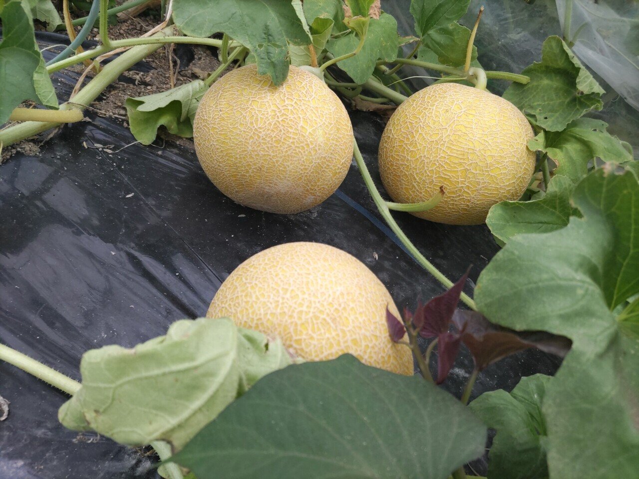 夏本番③ リベンジころたん(ミニメロン)｜備後菜園ライフ