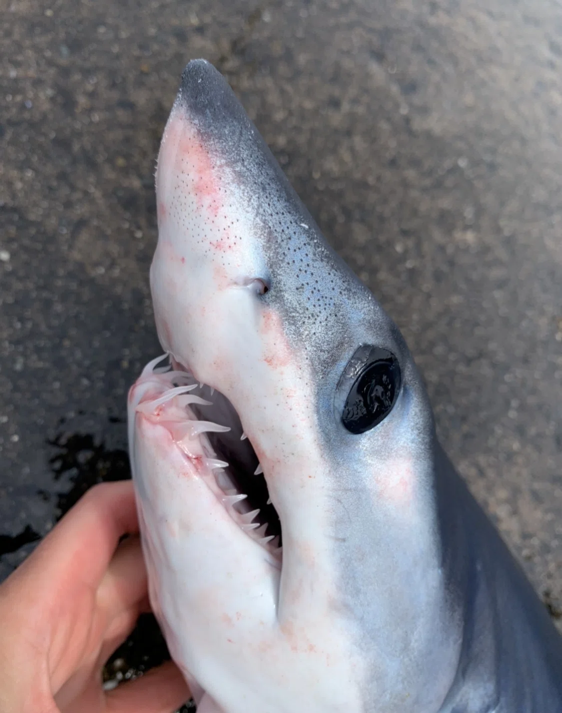 Shark Mouth サメの歯 Shark Mouth サメの歯