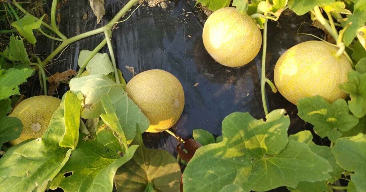 夏本番③ リベンジころたん(ミニメロン)｜備後菜園ライフ